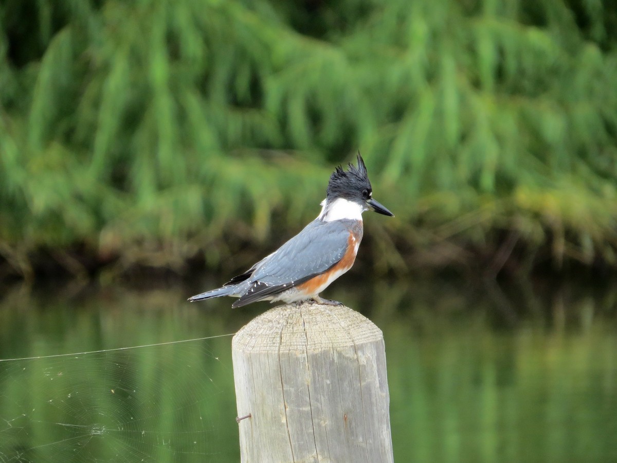 Belted Kingfisher - ML75057221