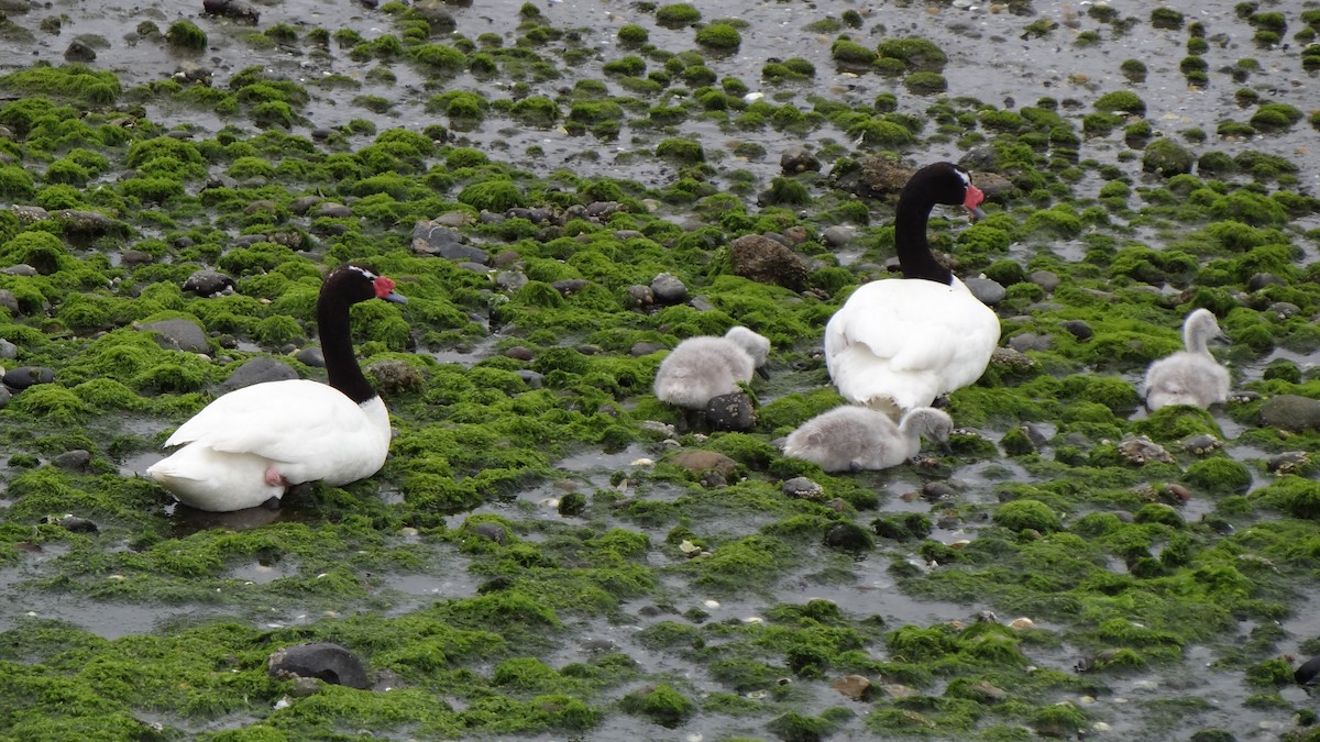 Black-necked Swan - ML75057481