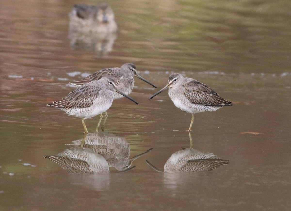 Long-billed Dowitcher - ML75058601