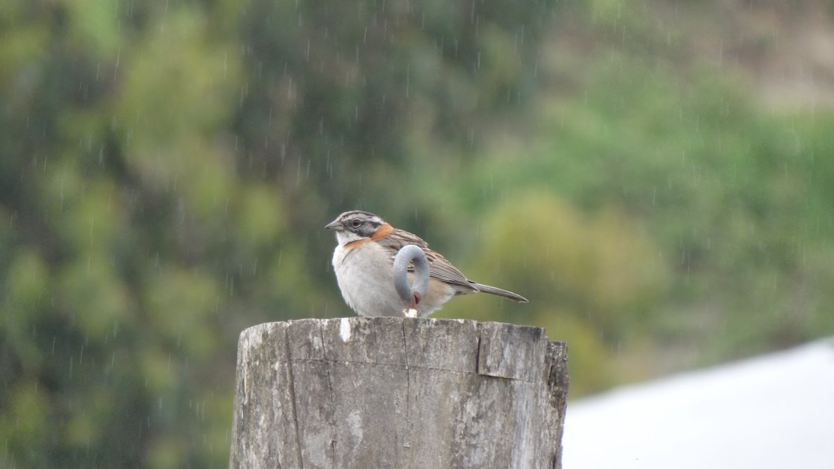 Rufous-collared Sparrow - ML75058831