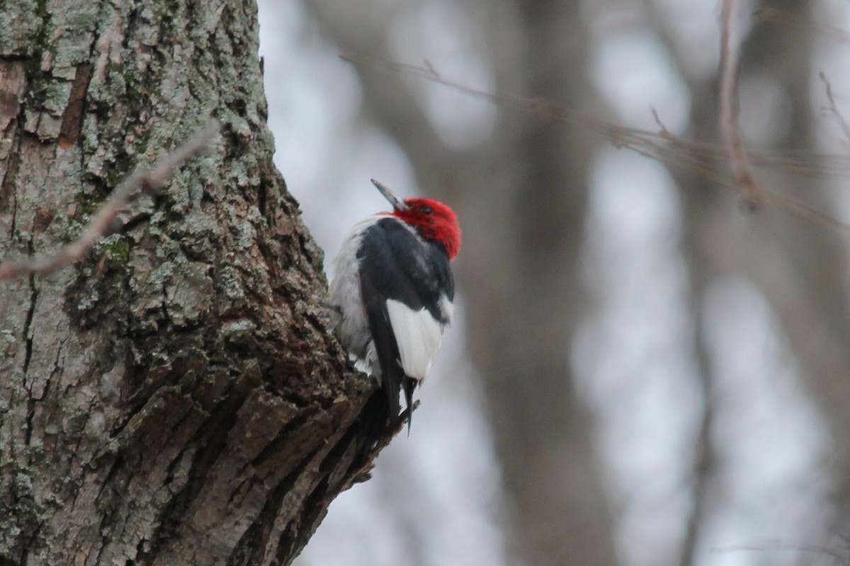 Red-headed Woodpecker - Nancy Oborne