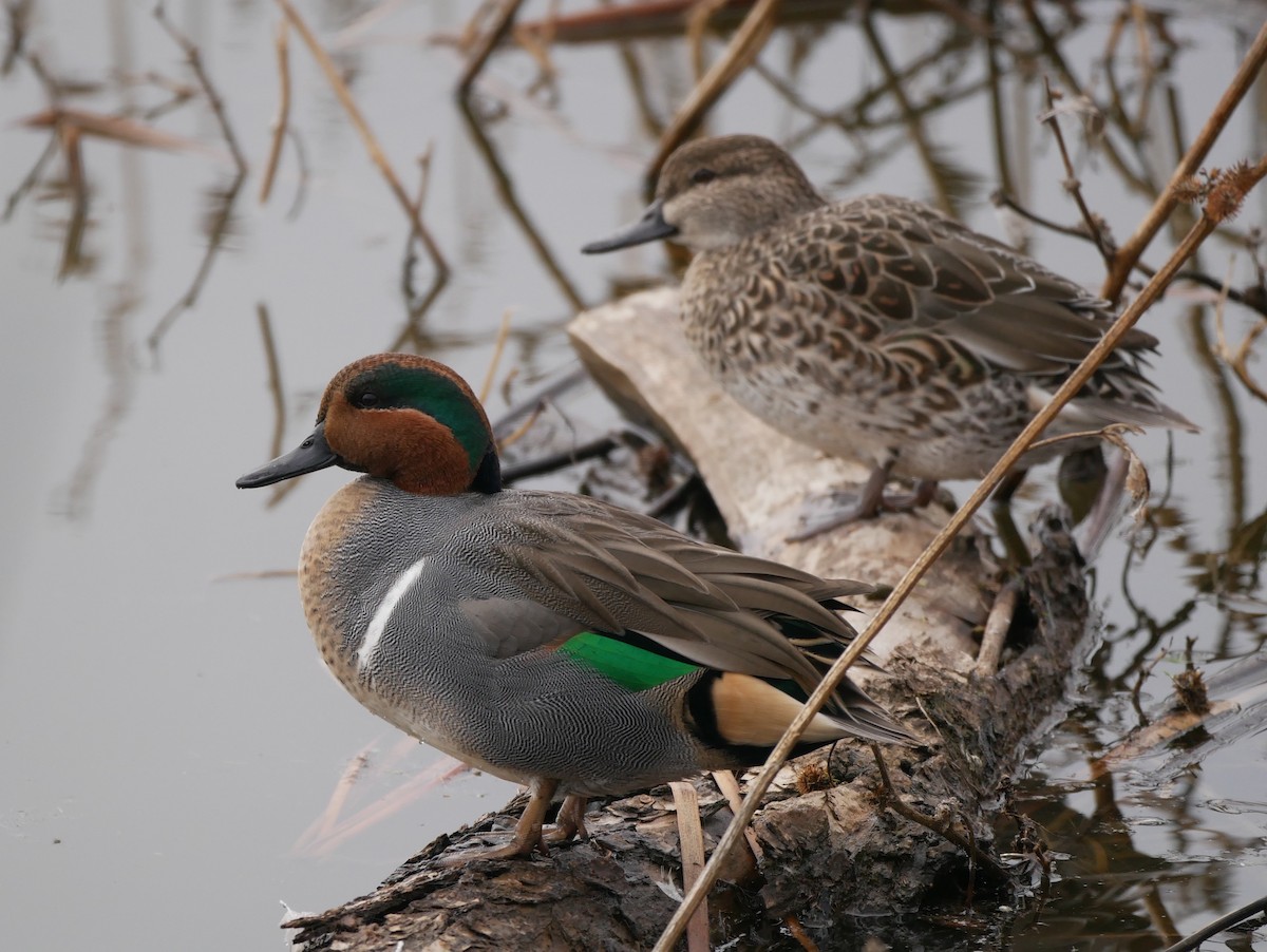 Green-winged Teal - Chris Wills