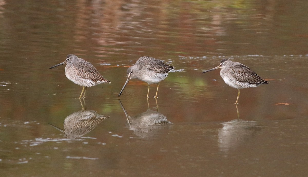 Long-billed Dowitcher - ML75060271