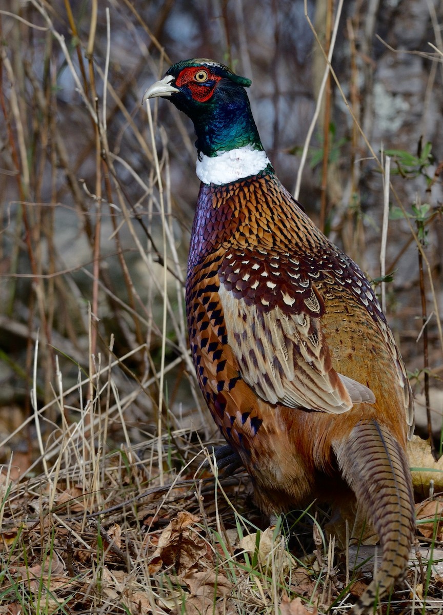 Ring-necked Pheasant - Franklin Nejame