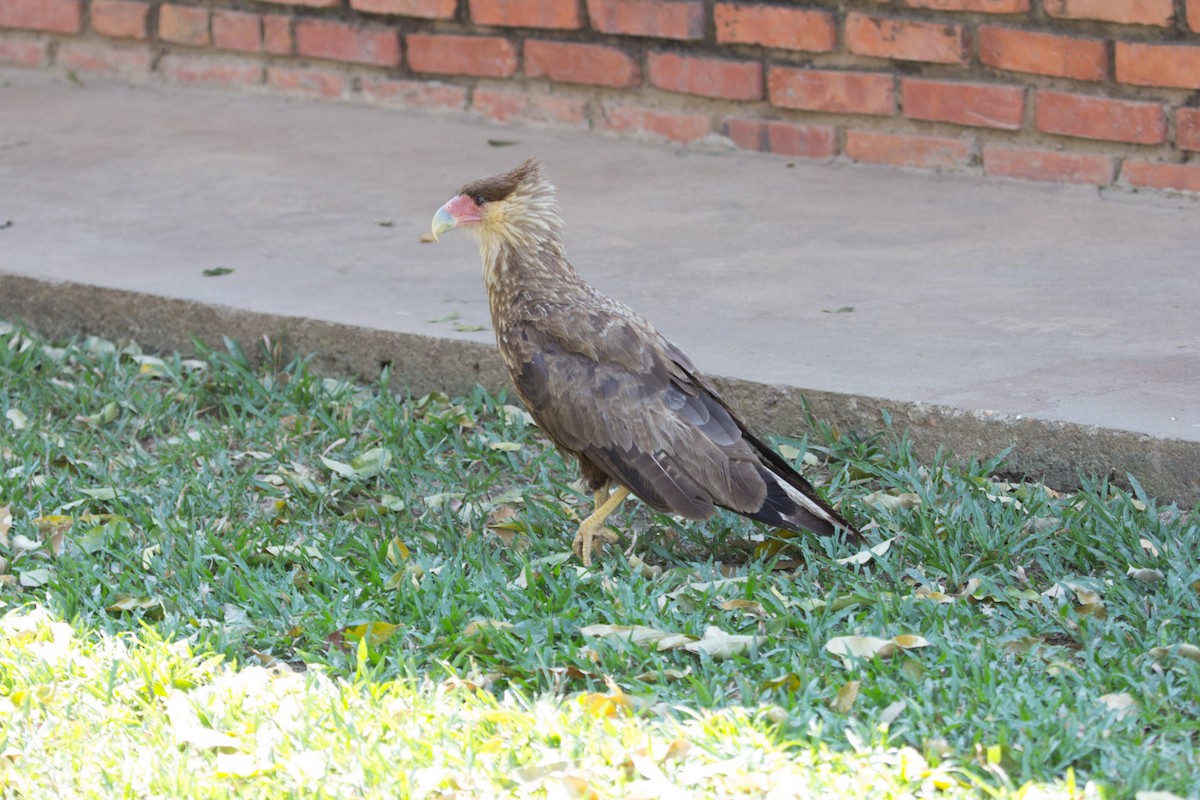 Crested Caracara (Southern) - ML75060791