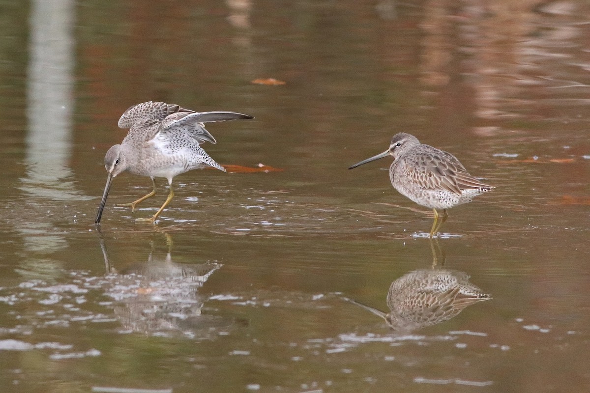 Long-billed Dowitcher - ML75060841