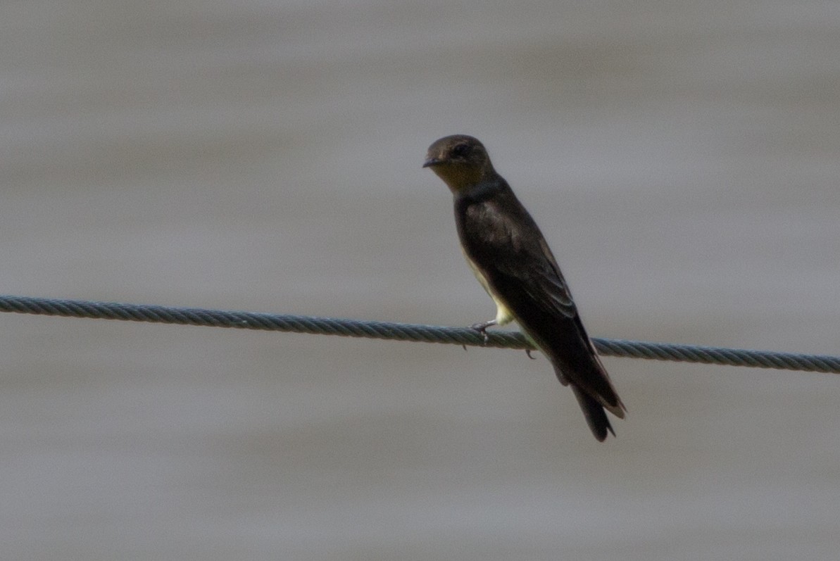 Southern Rough-winged Swallow - ML75061011
