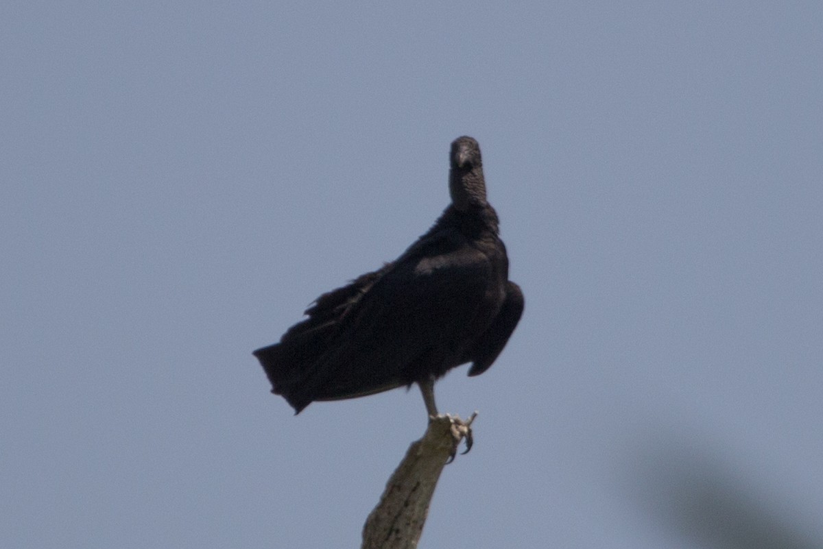 Black Vulture - ML75062391