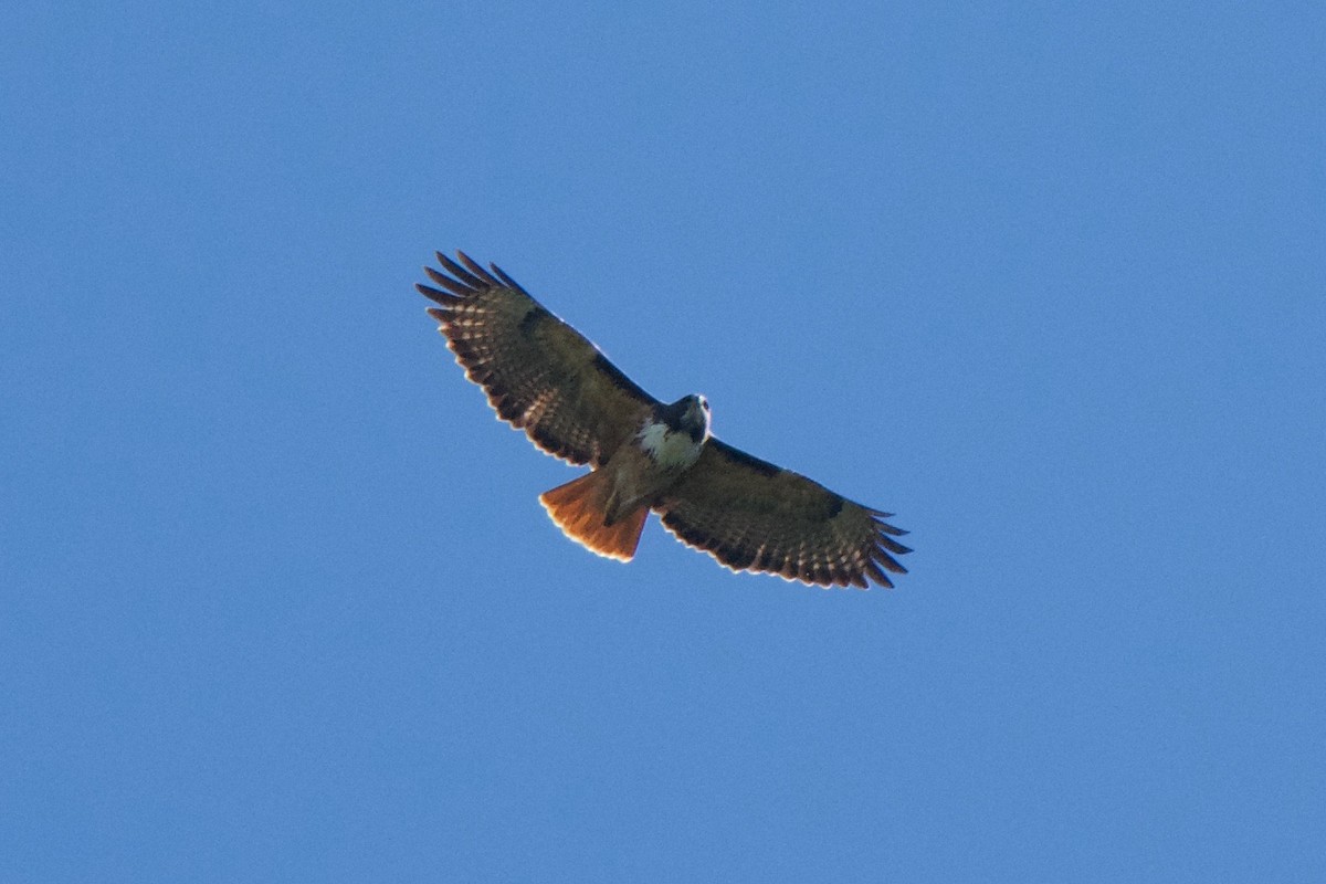Red-tailed Hawk (costaricensis) - ML75062701