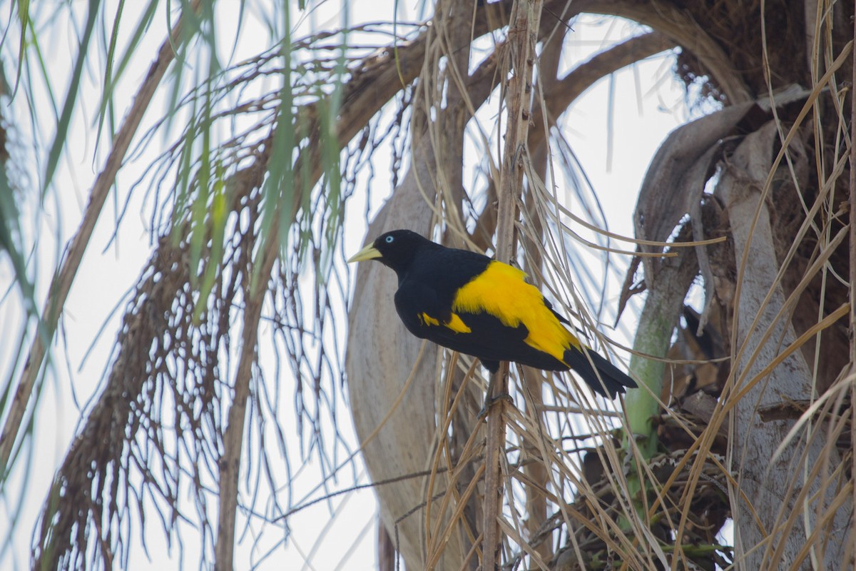 Yellow-rumped Cacique - Lindy Fung