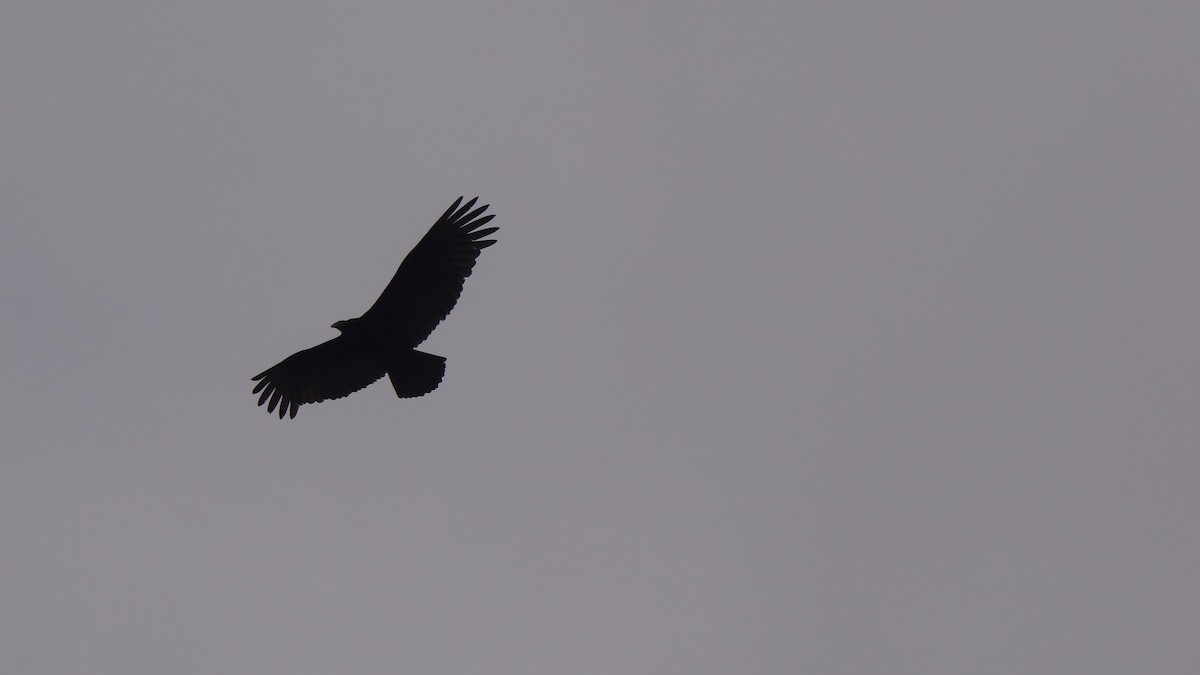Black Vulture - ML75063501