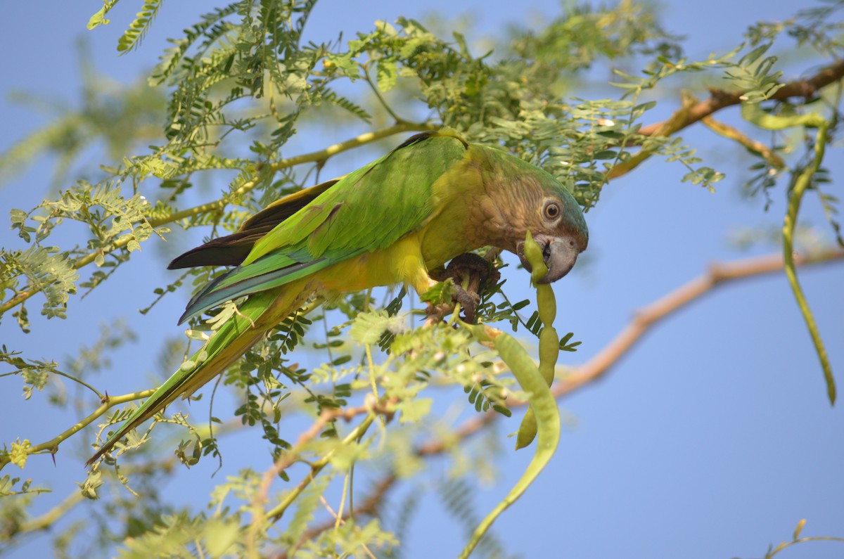 Brown-throated Parakeet - Ben Phalan