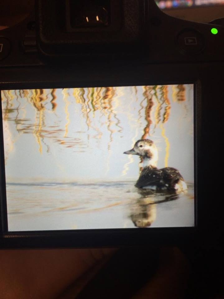 Long-tailed Duck - ML75066111