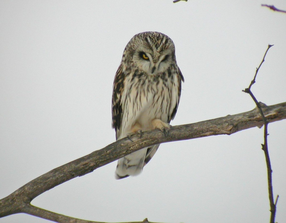 Short-eared Owl - ML75070411