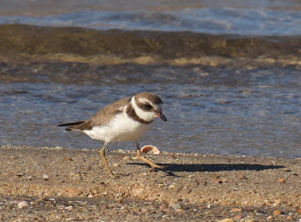 Semipalmated Plover - Ryan O'Donnell