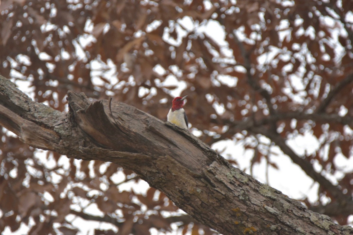 Red-headed Woodpecker - Pete Monacell