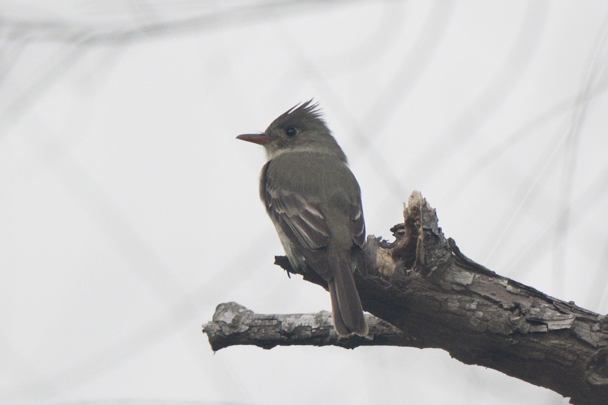 Greater Pewee - ML75073051