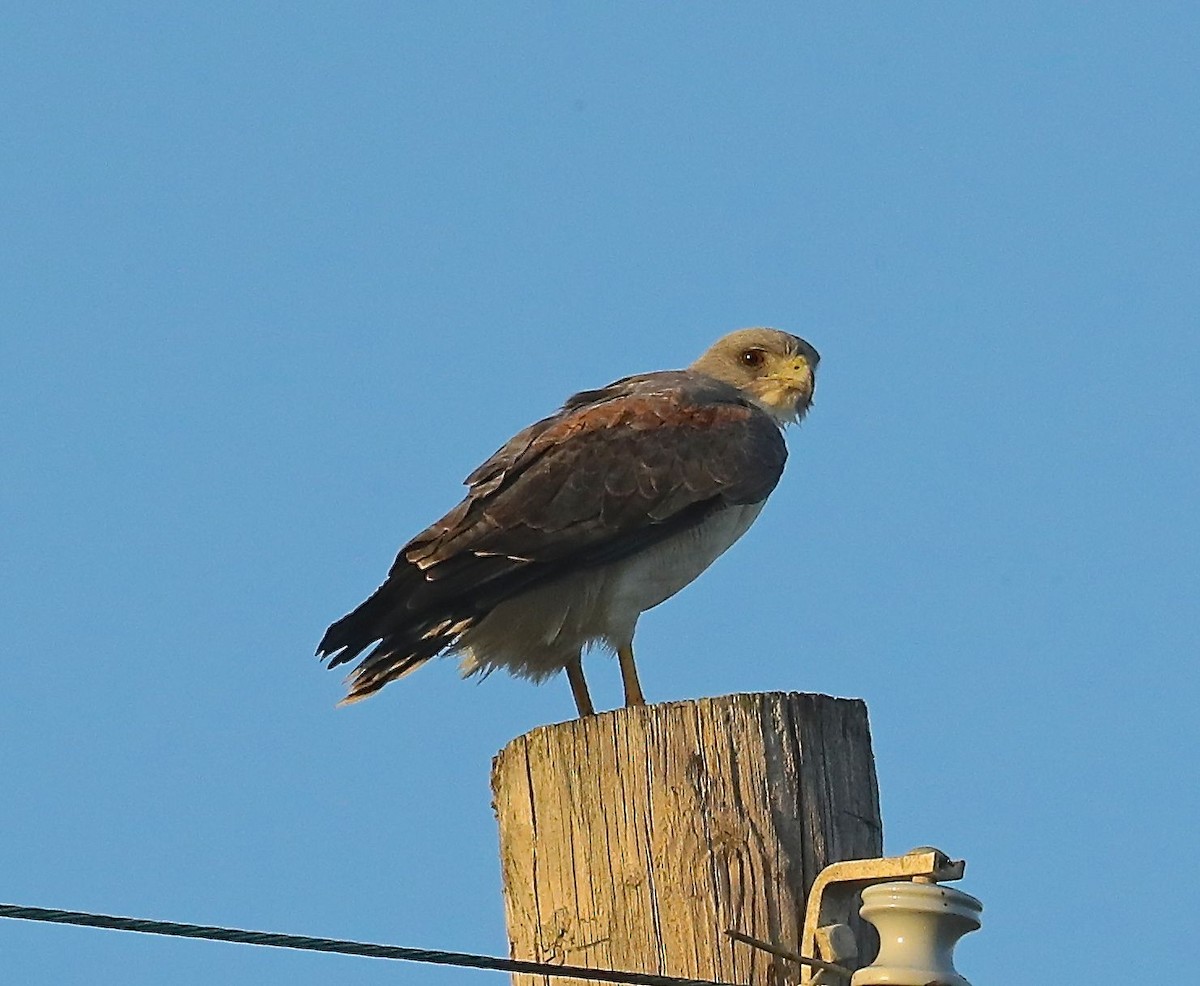 White-tailed Hawk - Charles Lyon