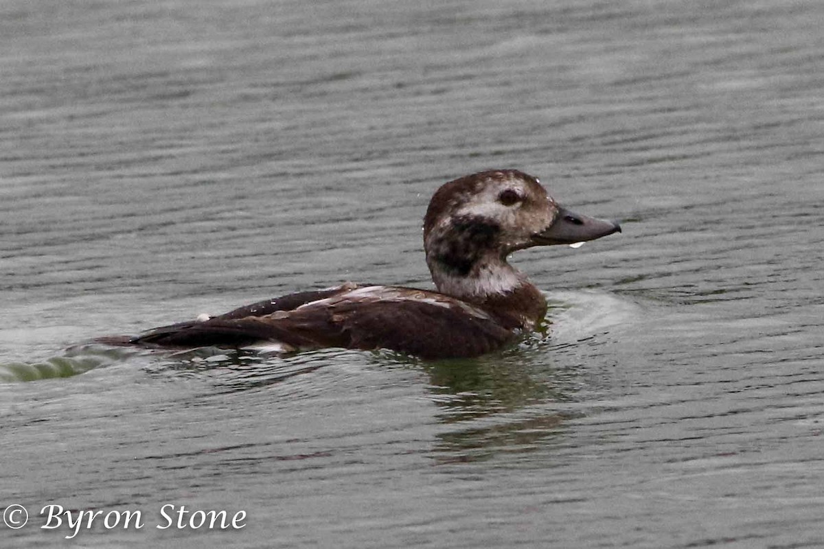 Long-tailed Duck - ML75077141