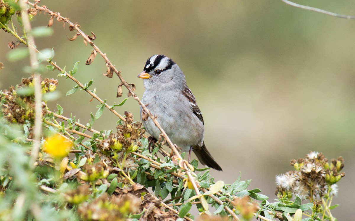 White-crowned Sparrow - ML75077391
