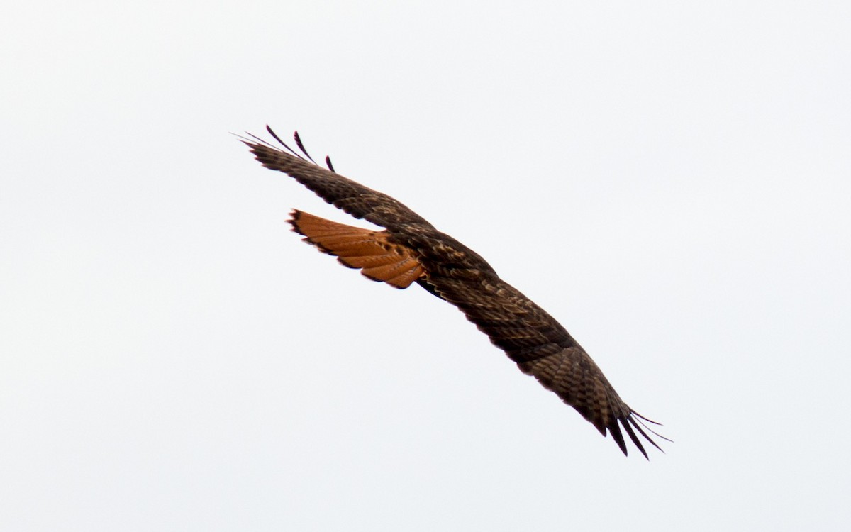 Red-tailed Hawk - ML75077831