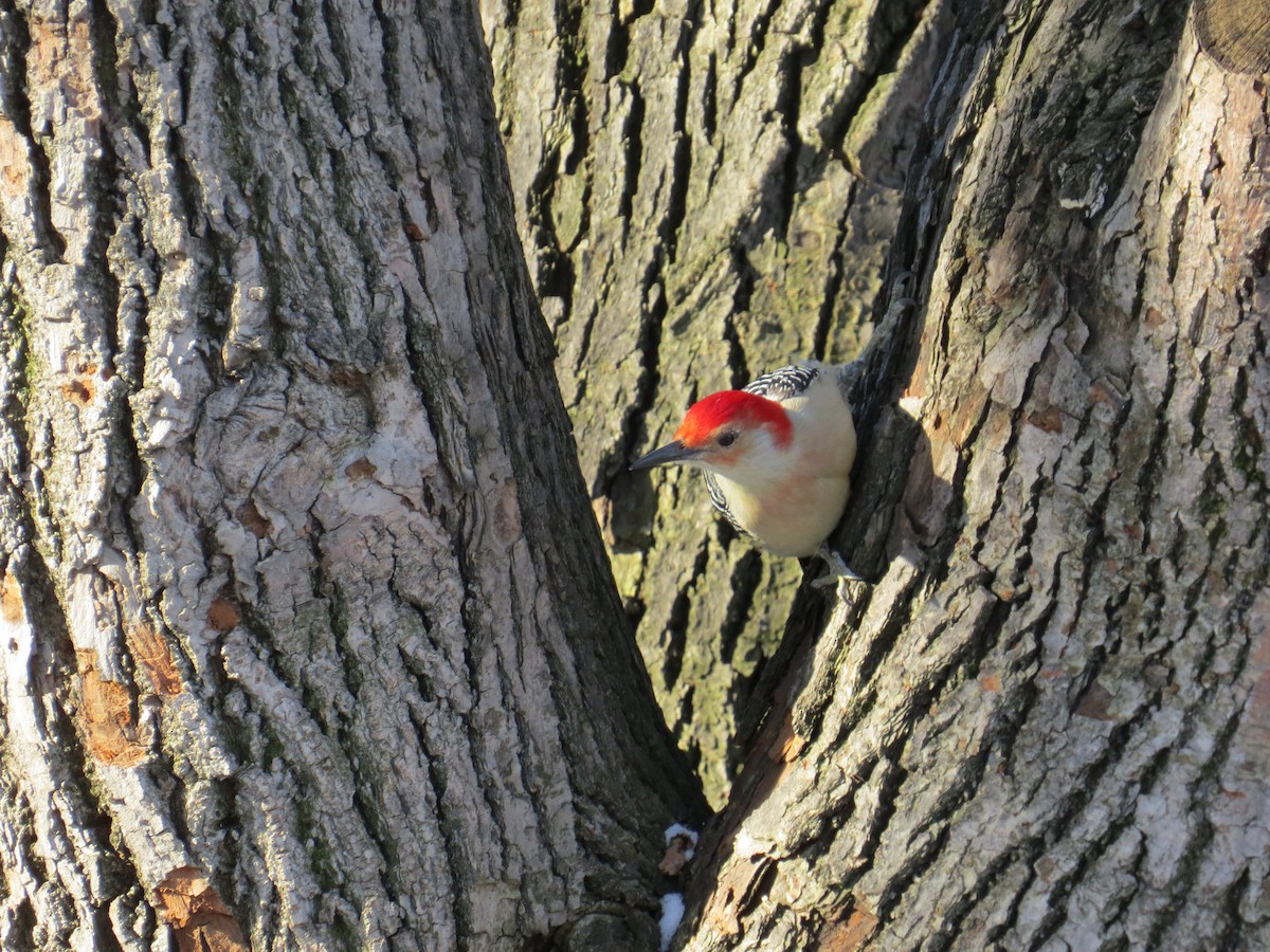 Red-bellied Woodpecker - Eric Wilmot