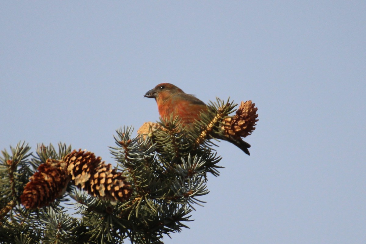 Red Crossbill - Kathy Mihm Dunning