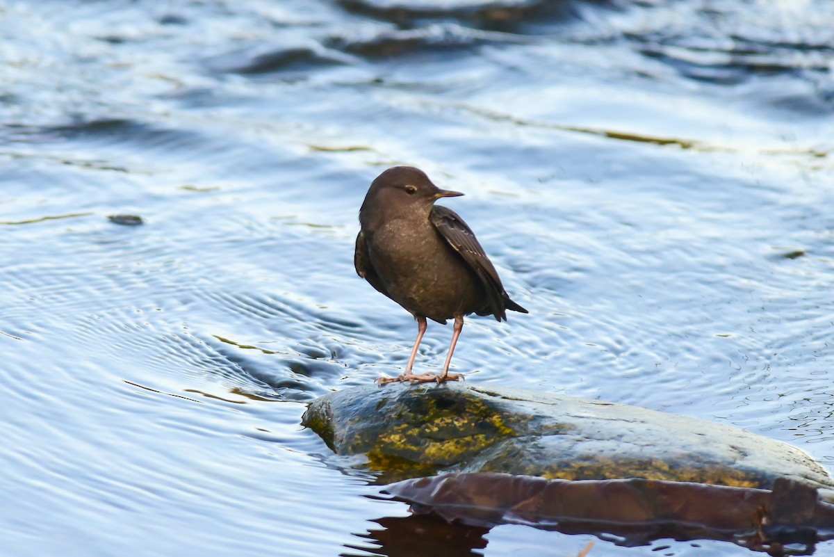 American Dipper - Mike Charest
