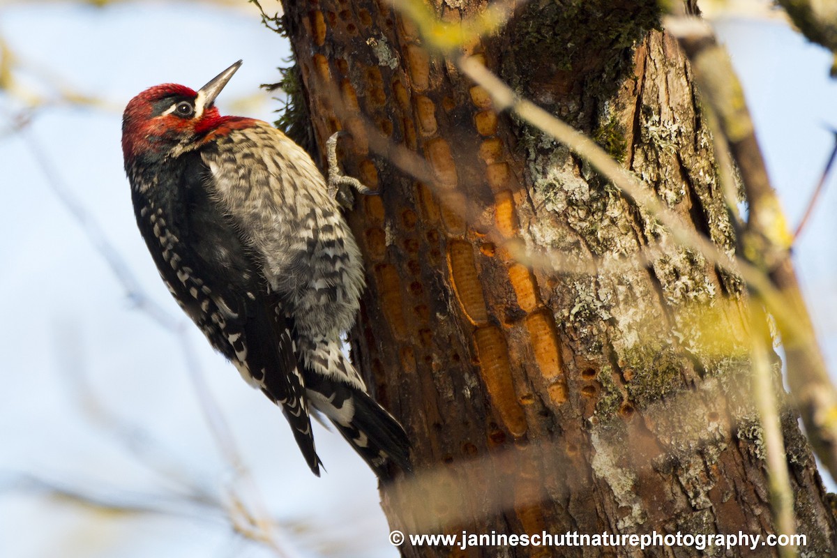Red-naped x Red-breasted Sapsucker (hybrid) - Janine Schutt