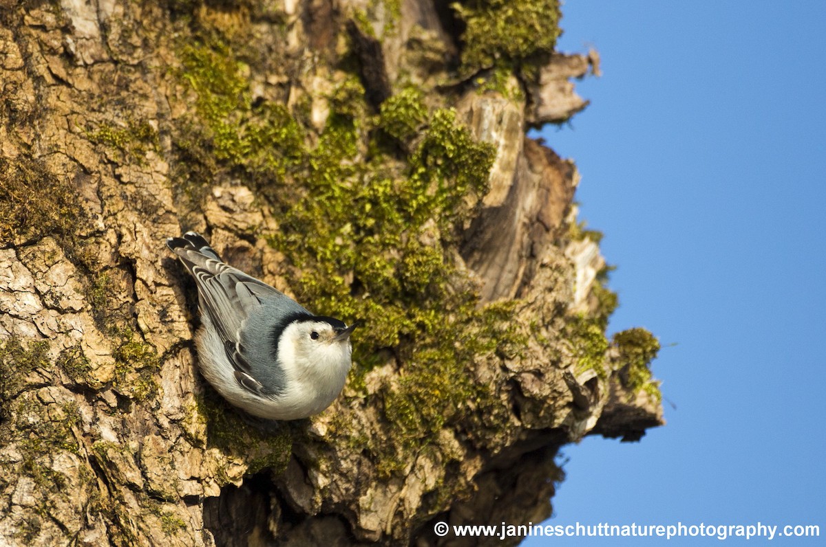 White-breasted Nuthatch - Janine Schutt