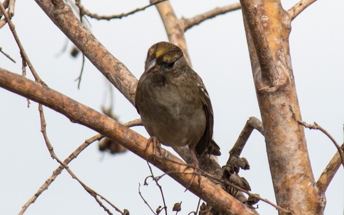 Golden-crowned Sparrow - ML75080931