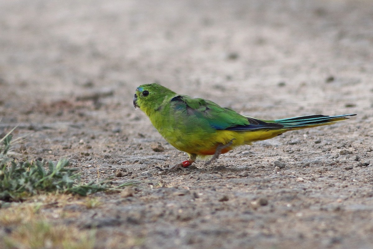 Orange-bellied Parrot - Leigh Pieterse
