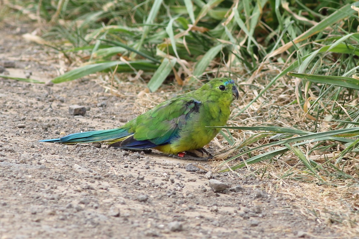 Orange-bellied Parrot - Leigh Pieterse