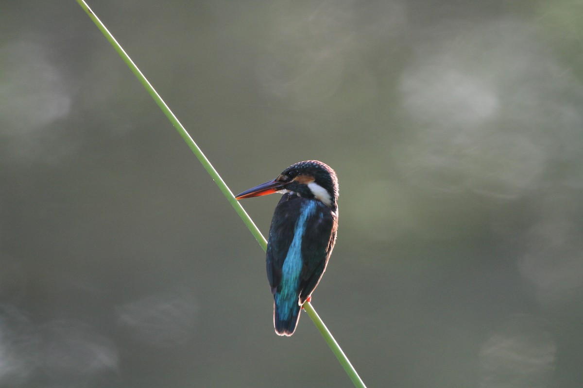Common Kingfisher - Koji ICHIYAMA