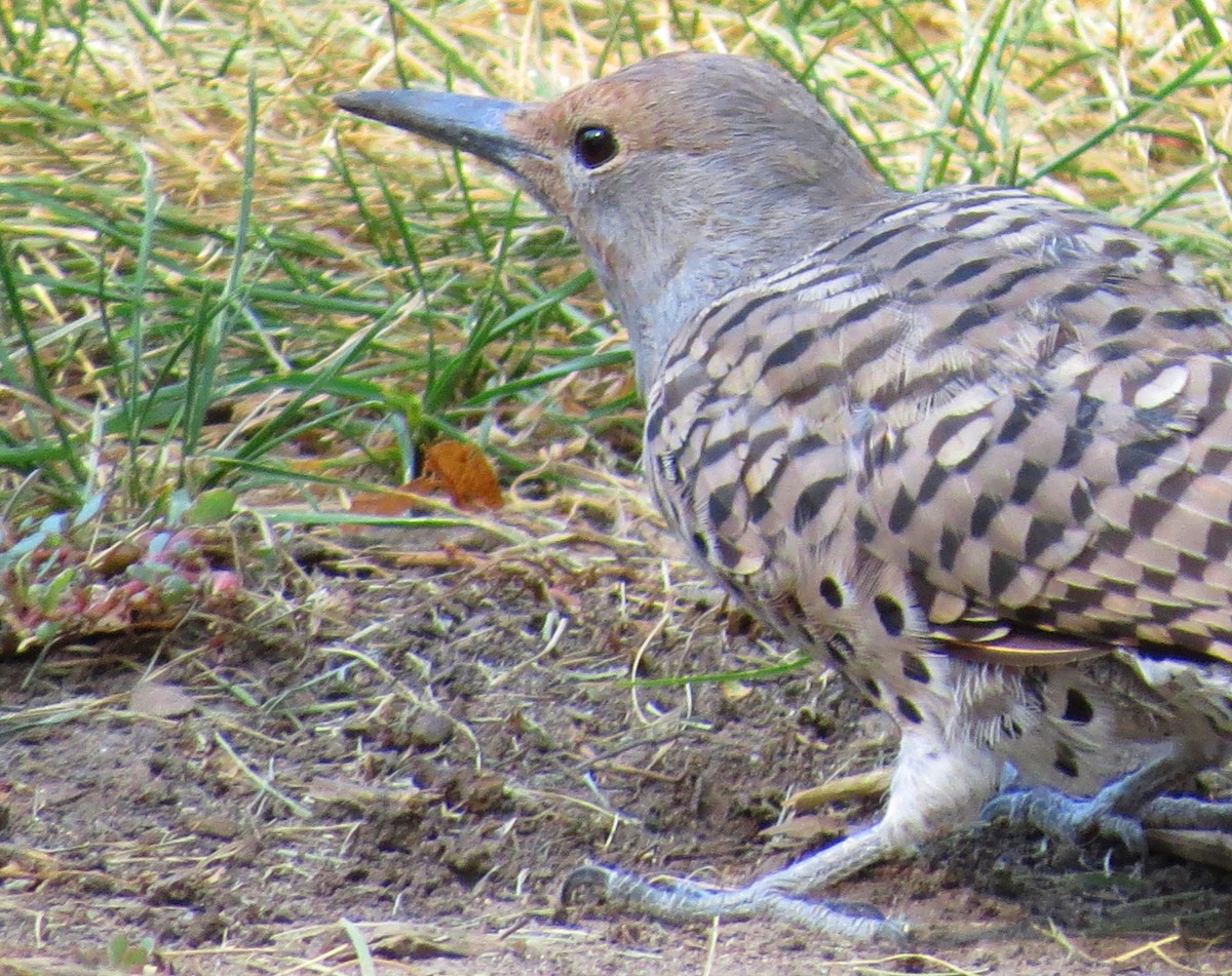 Northern Flicker (Red-shafted) - ML75090381