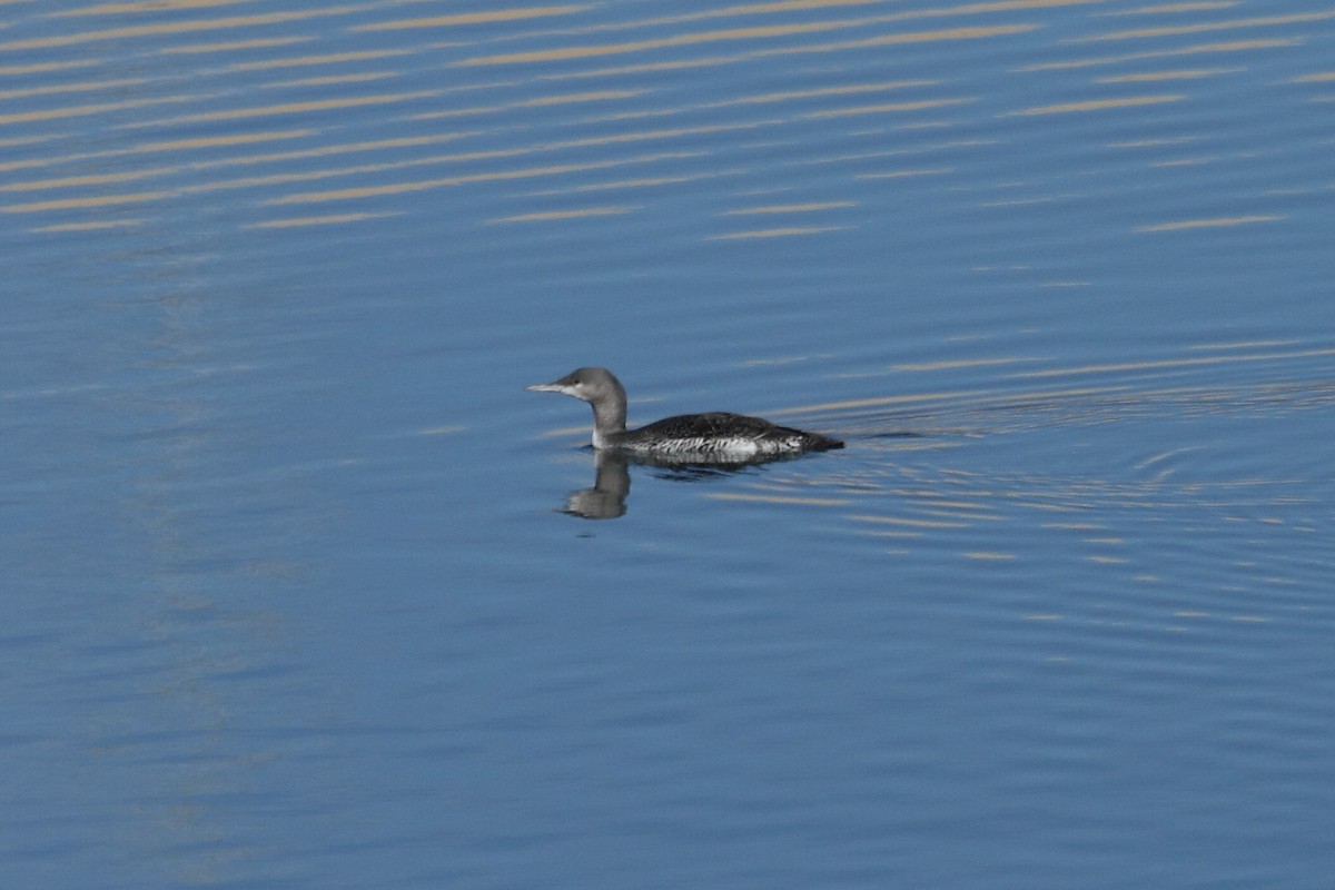 Red-throated Loon - ML75090411