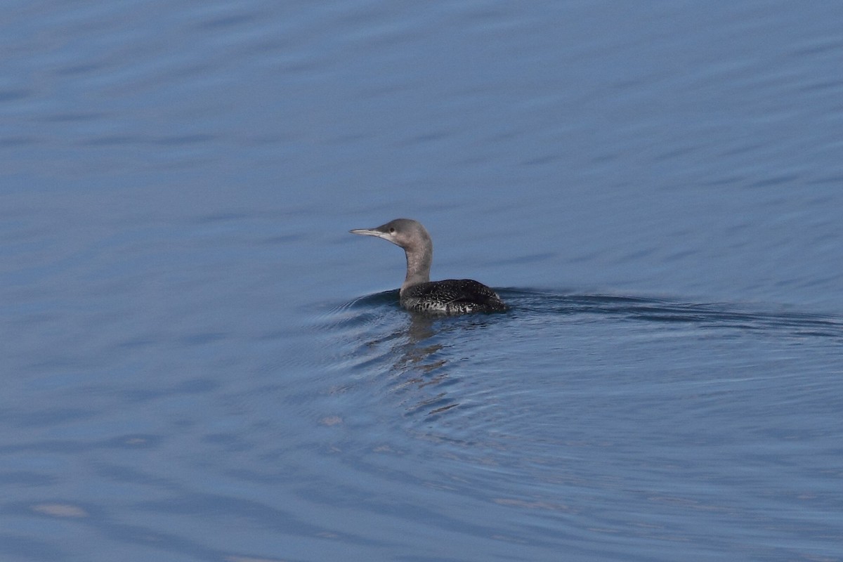 Red-throated Loon - ML75090421