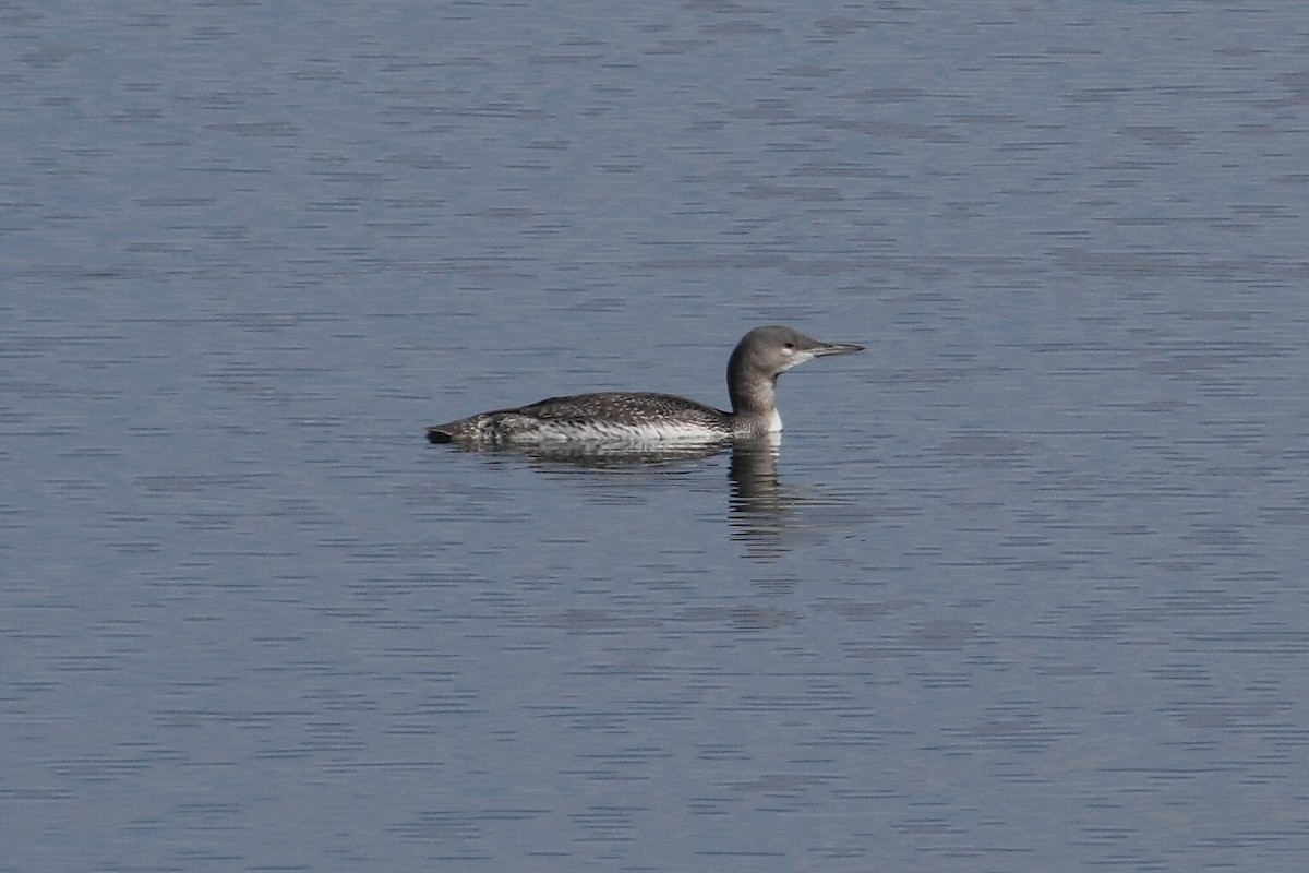 Red-throated Loon - ML75090431