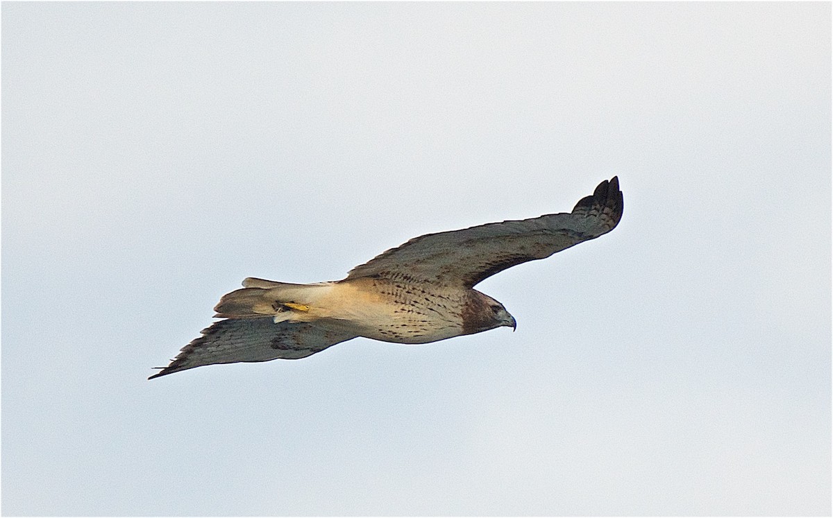 Red-tailed Hawk - ML75090901