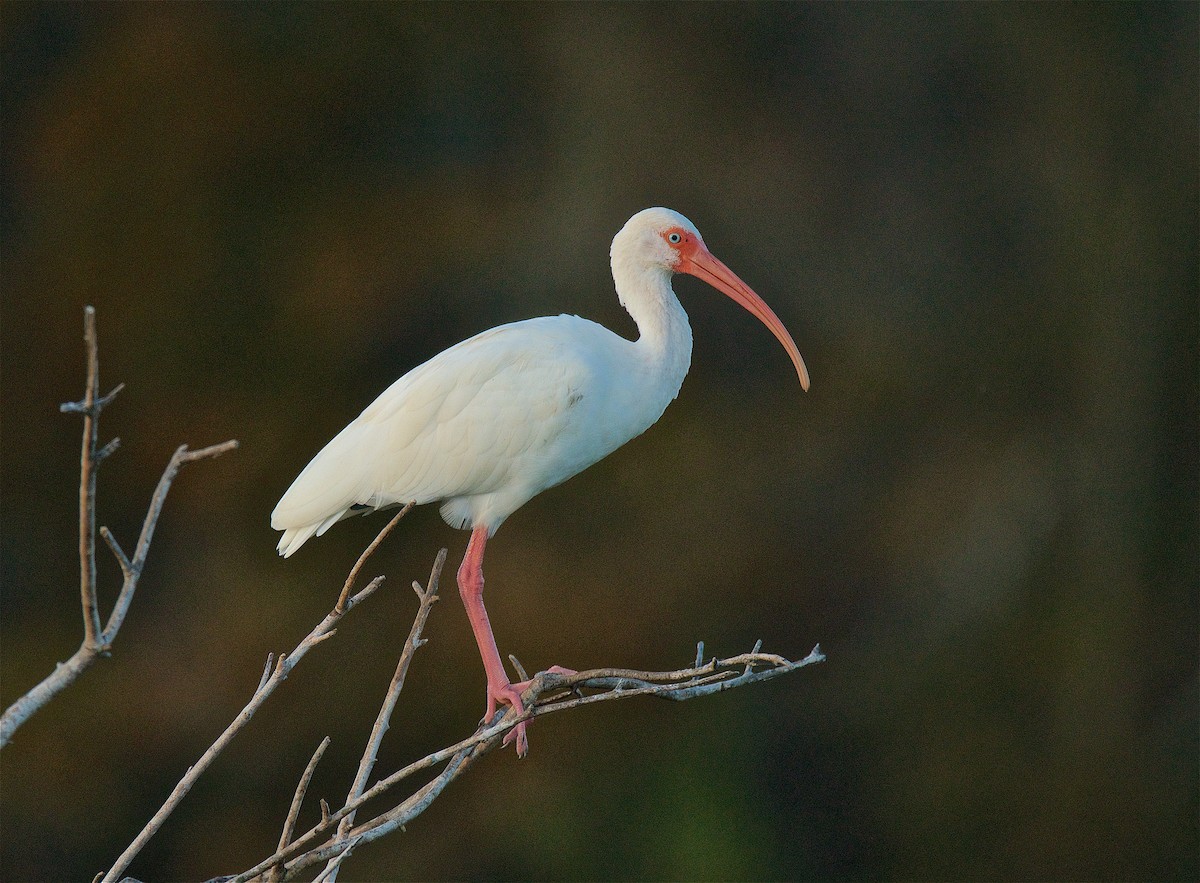 ibis bílý - ML75090951