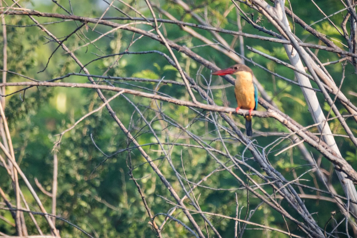 Stork-billed Kingfisher - Indranil Bhattacharjee