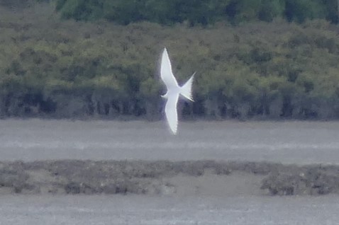 White-fronted Tern - ML75093551