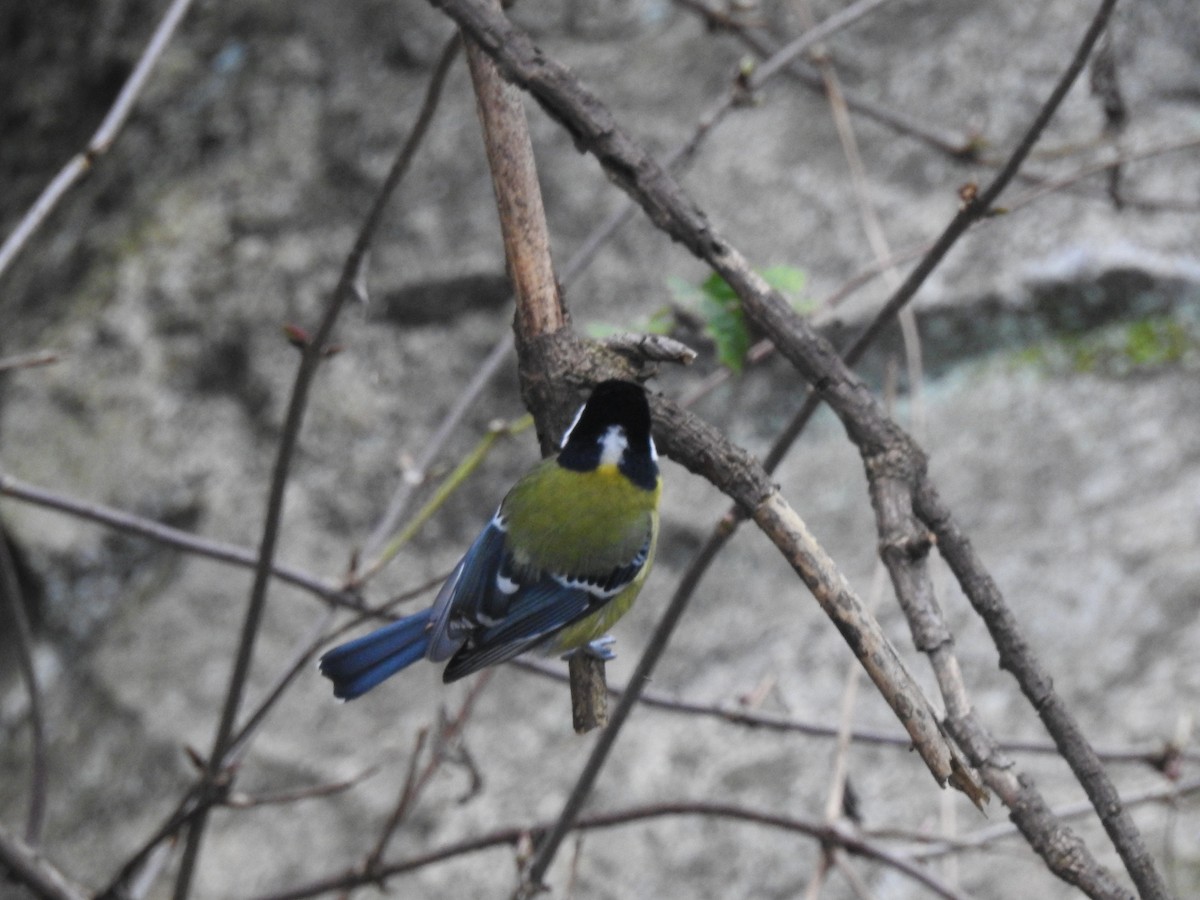 Green-backed Tit - ML75094661