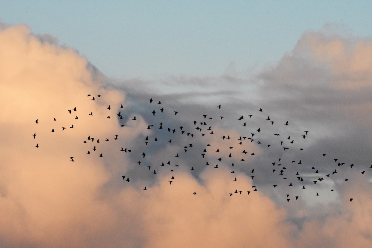 European Starling - Andrew Dobson