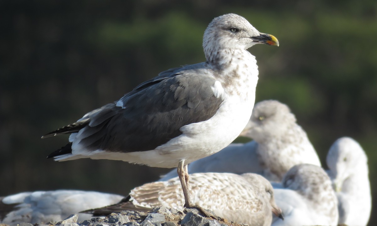 Lesser Black-backed Gull (graellsii) - Jon P. Ruddy