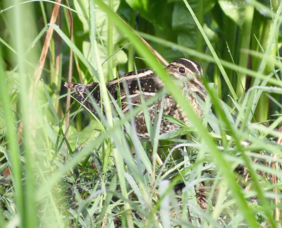 Wilson's Snipe - Terry Hill