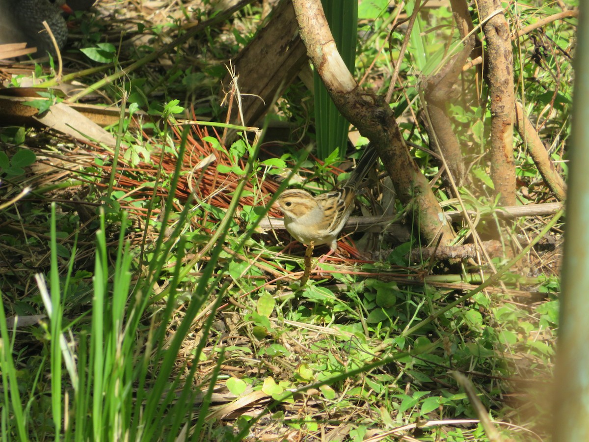 Clay-colored Sparrow - ML75102291