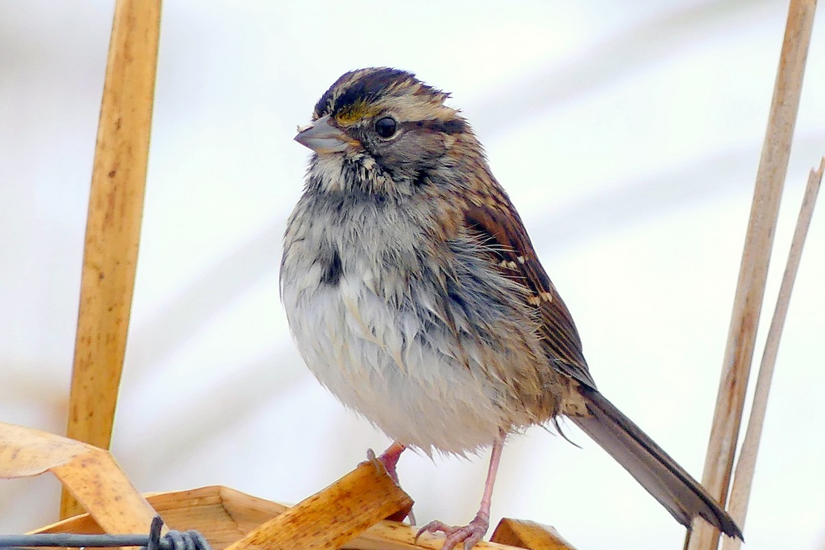 White-throated Sparrow - Brad Vissia