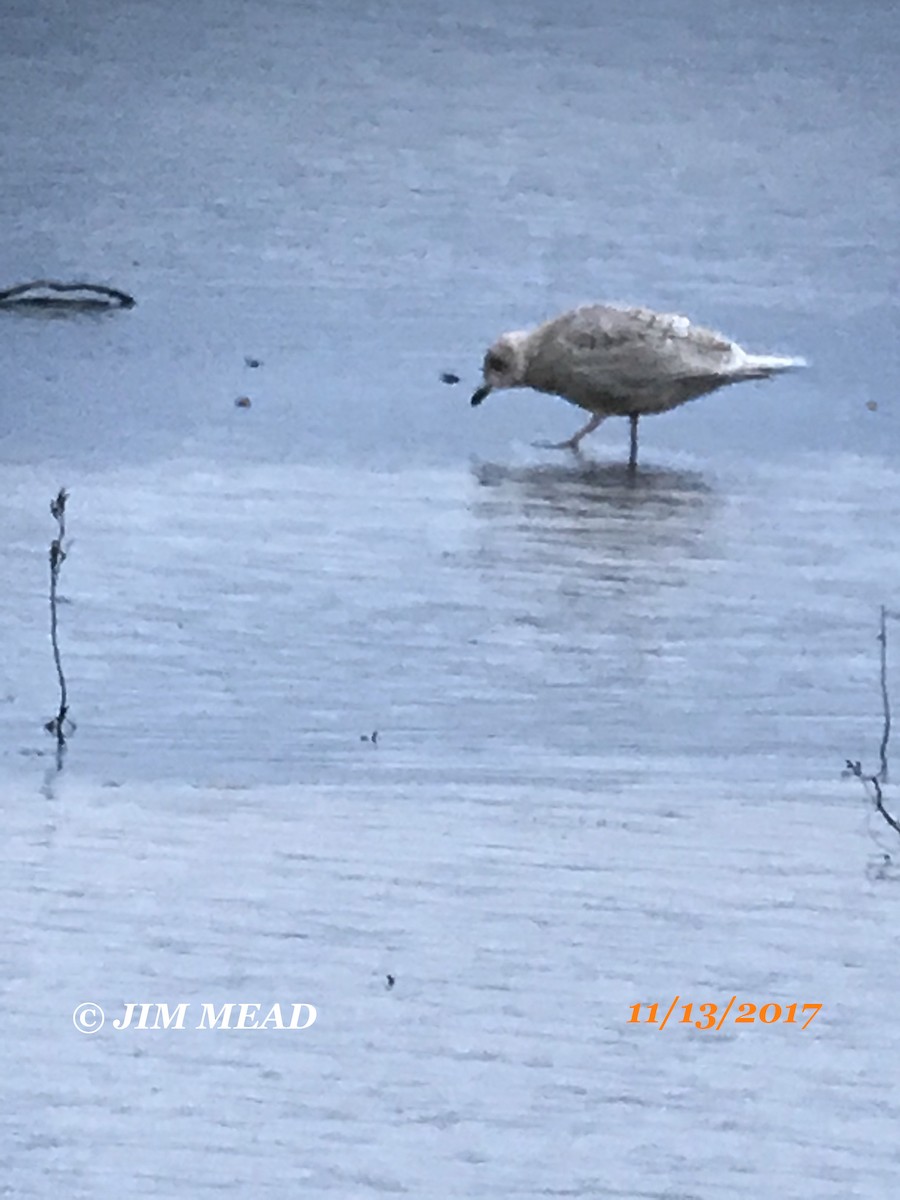 Iceland Gull - Jim Mead