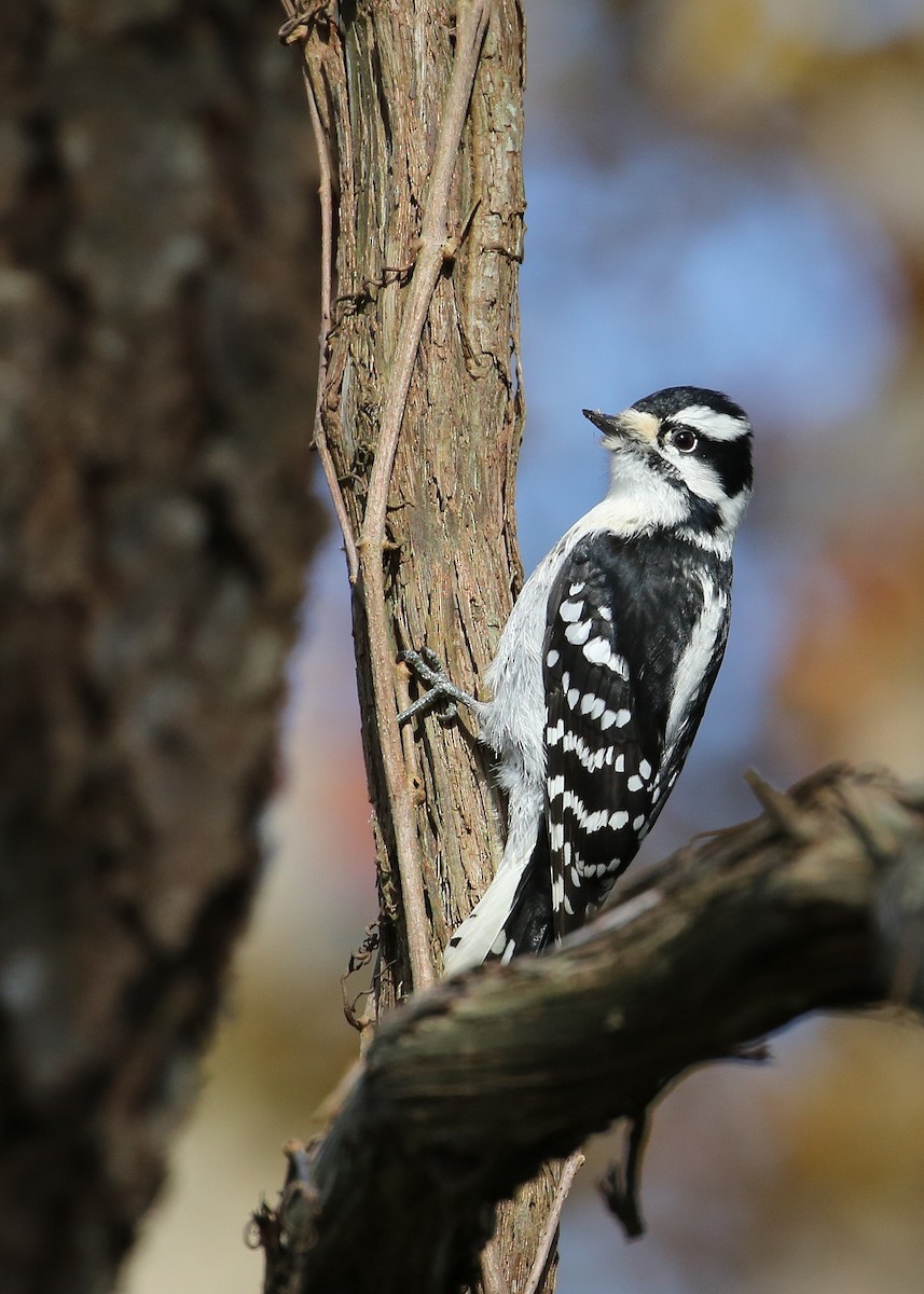 Downy Woodpecker (Eastern) - Tim Lenz